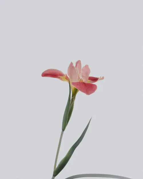 Wróżenie z kwiatów – kocha czy nie kocha?