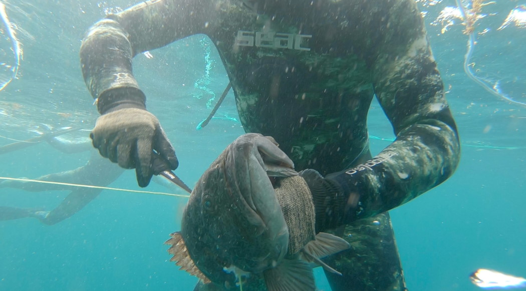 Łowiectwo podwodne - coś o nurkowaniu i o polowaniu