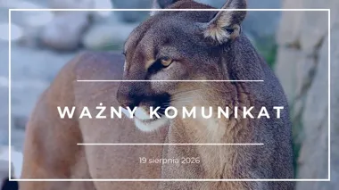 Zgłoszenia o pumie w Wałbrzychu i powiecie. Służby sprawdzają sytuację