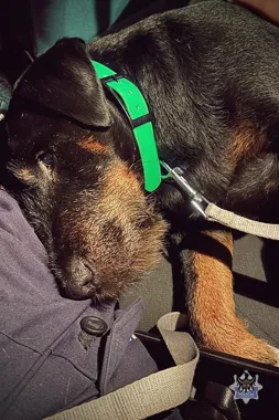 Pies i ranna sowa potrzebowały pomocy. Nocne interwencje policjantów z Wałbrzycha