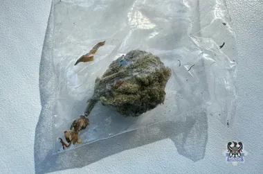 Poranna wizyta policji na Nowym Mieście odsłoniła marihuanę w mieszkaniu