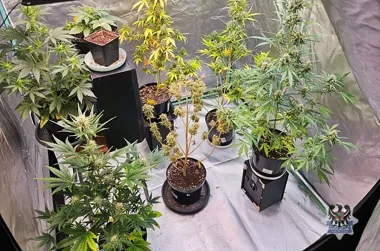 Marihuana w słoikach, namiot i krzewy. Weekend skończył się czterema zatrzymaniami