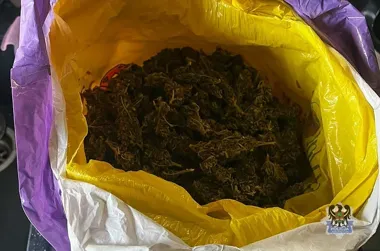 Policja z Wałbrzycha wyeliminowała niemal kilogram marihuany - zatrzymany trafił do aresztu